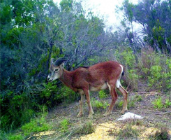 Detectan la presencia de muflones en las cumbres de la isla de La Gomera 